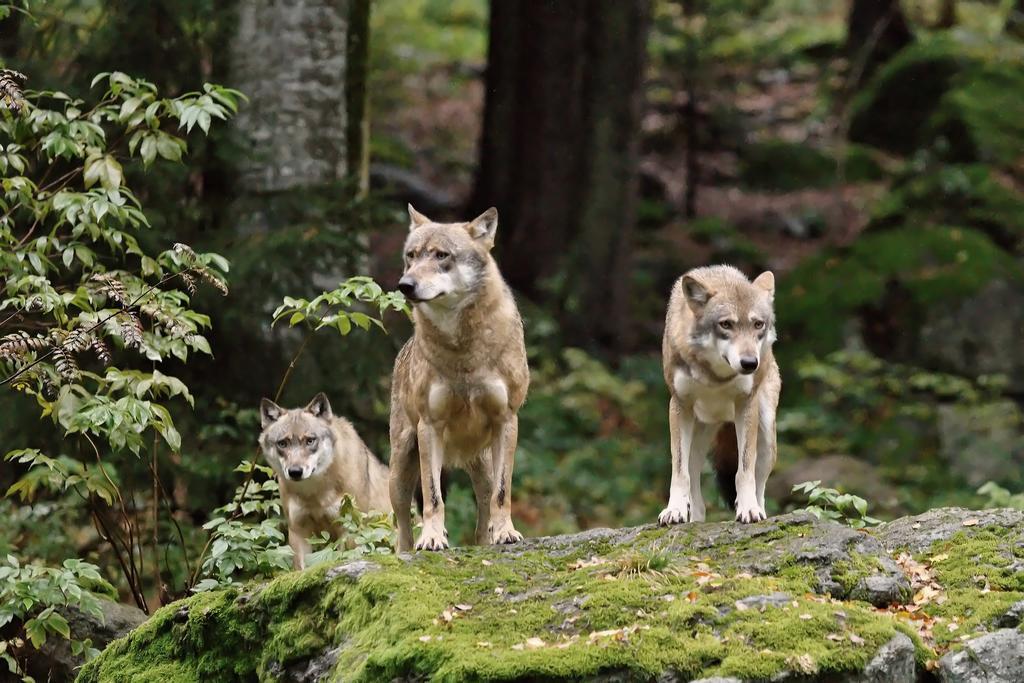Ferienwohnung Im Landhaus Am Nationalpark Ludwigsthal Exteriér fotografie