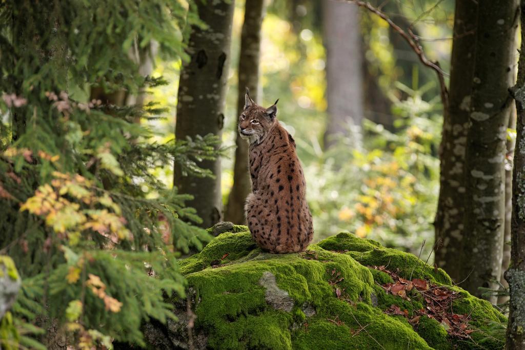 Ferienwohnung Im Landhaus Am Nationalpark Ludwigsthal Exteriér fotografie